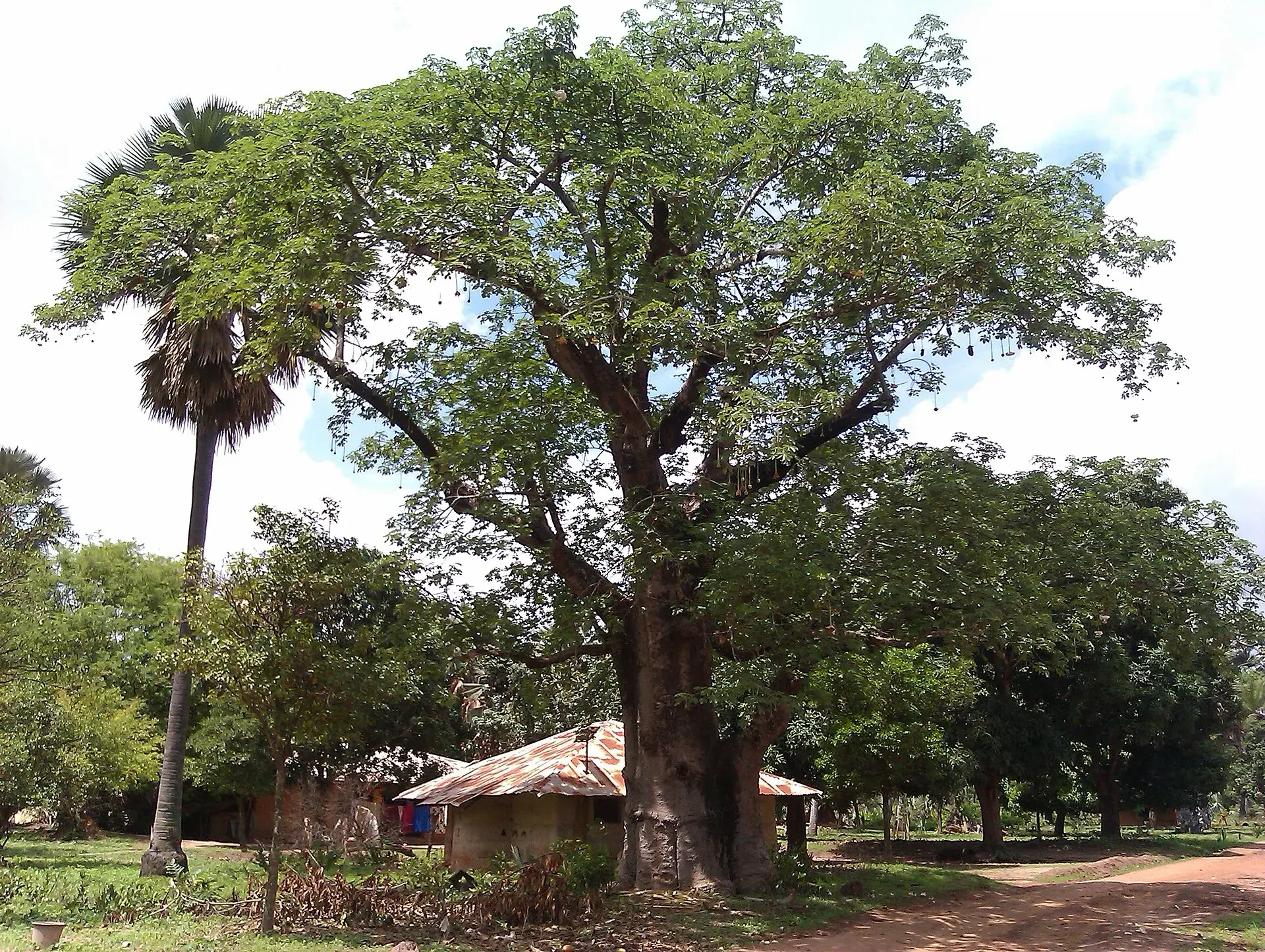 Baobab et habitation · photo d’illustration Geertivp / Wikimedia Commons (CC BY-SA 3.0)