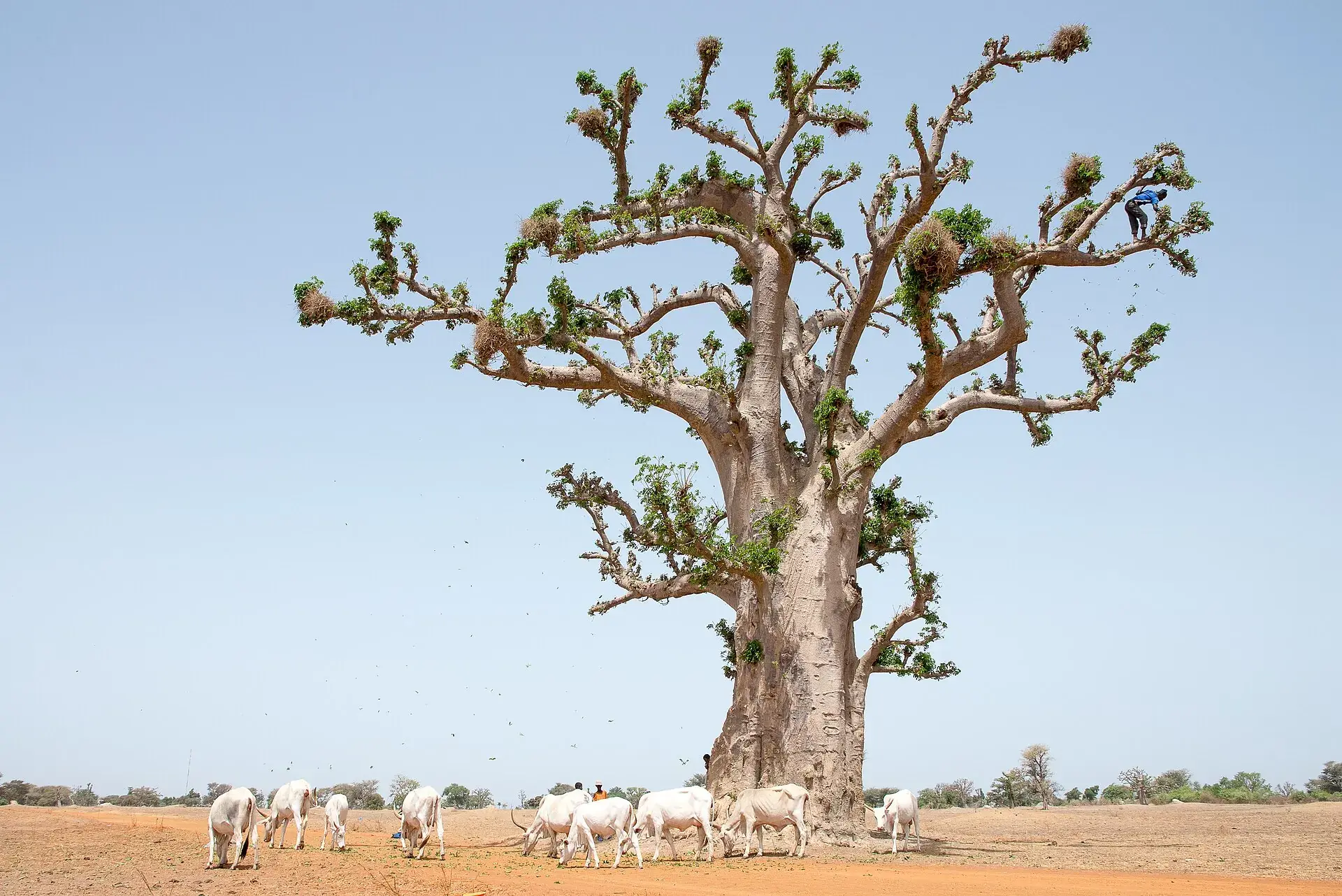 Baobab et troupeau · photo d’illustration NoahElhardt / Wikimedia Commons (CC BY-SA 4.0)