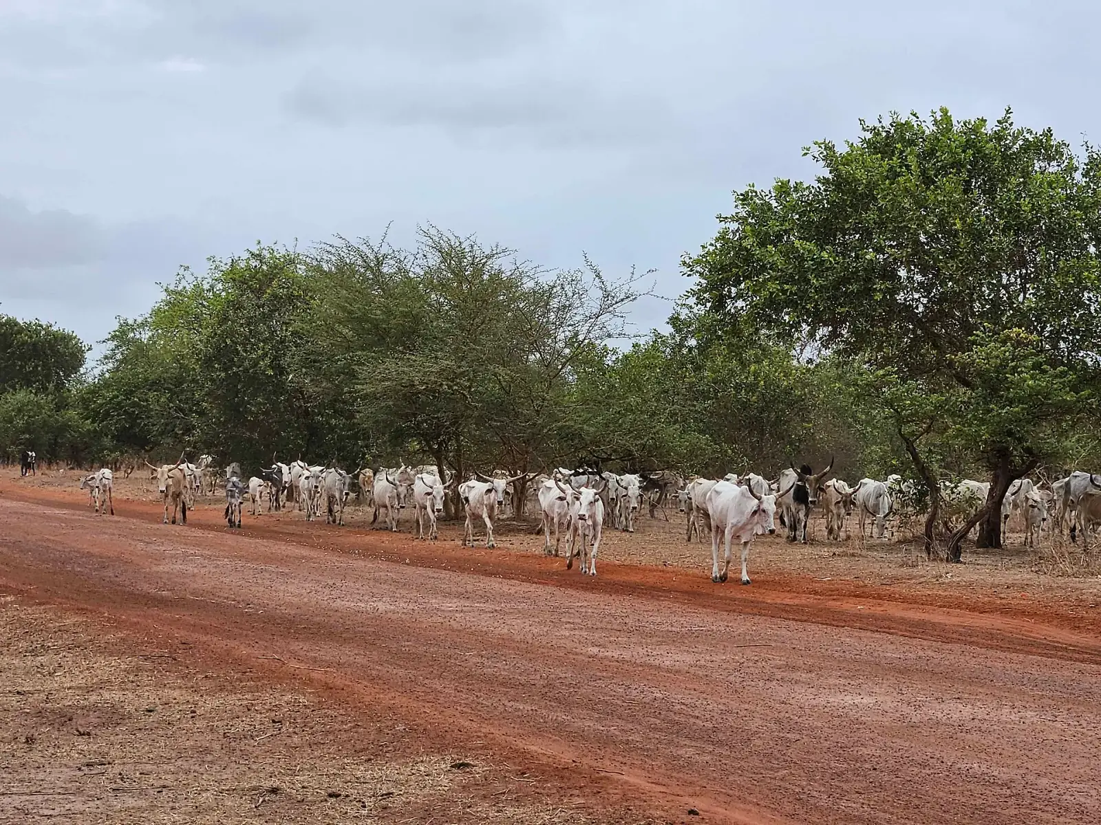 Troupeau en transhumance · photo d’illustration Monicacomma / Wikimedia Commons (CC BY-SA 4.0)